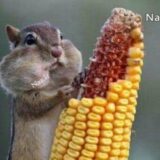 ویتامین ههههه